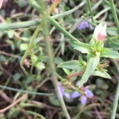 Gratiola pumilo at Majura, ACT - 8 Mar 2019