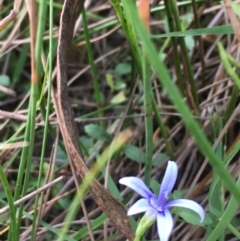 Isotoma fluviatilis subsp. australis (Swamp Isotome) at Majura, ACT - 8 Mar 2019 by JaneR