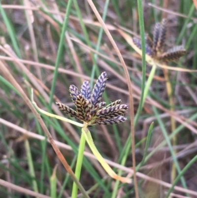 Cyperus sanguinolentus (A Sedge) at Majura, ACT - 8 Mar 2019 by JaneR