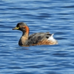 Tachybaptus novaehollandiae at Isabella Plains, ACT - 7 Mar 2019