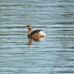 Tachybaptus novaehollandiae at Isabella Plains, ACT - 7 Mar 2019