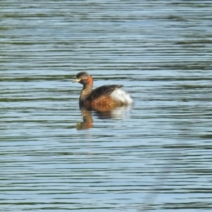 Tachybaptus novaehollandiae at Isabella Plains, ACT - 7 Mar 2019