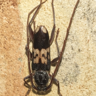 Phoracantha semipunctata (Common Eucalypt Longicorn) at Nicholls, ACT - 6 Mar 2019 by AlisonMilton