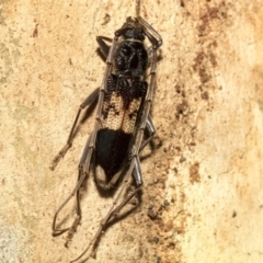 Phoracantha semipunctata at Nicholls, ACT - 7 Mar 2019 10:51 AM