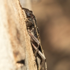 Phoracantha semipunctata at Nicholls, ACT - 7 Mar 2019 10:51 AM