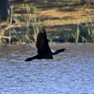 Phalacrocorax carbo at Isabella Plains, ACT - 7 Mar 2019 10:42 AM