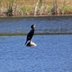 Phalacrocorax carbo at Isabella Plains, ACT - 7 Mar 2019