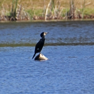 Phalacrocorax carbo at Isabella Plains, ACT - 7 Mar 2019 10:42 AM