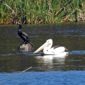 Phalacrocorax carbo at Isabella Plains, ACT - 7 Mar 2019