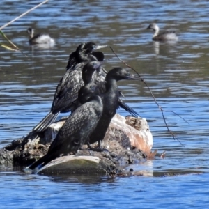 Phalacrocorax sulcirostris at Isabella Plains, ACT - 7 Mar 2019