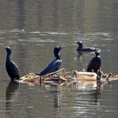 Phalacrocorax sulcirostris at Isabella Plains, ACT - 7 Mar 2019