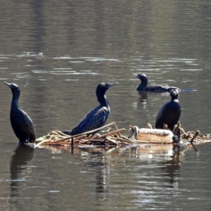 Phalacrocorax sulcirostris at Isabella Plains, ACT - 7 Mar 2019