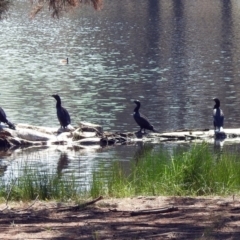 Phalacrocorax sulcirostris at Isabella Plains, ACT - 7 Mar 2019