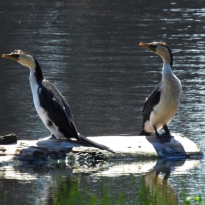 Microcarbo melanoleucos (Little Pied Cormorant) at Isabella Plains, ACT - 7 Mar 2019 by RodDeb