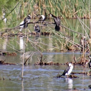 Microcarbo melanoleucos at Isabella Plains, ACT - 7 Mar 2019