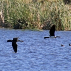 Microcarbo melanoleucos at Isabella Plains, ACT - 7 Mar 2019