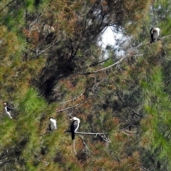 Microcarbo melanoleucos at Isabella Plains, ACT - 7 Mar 2019