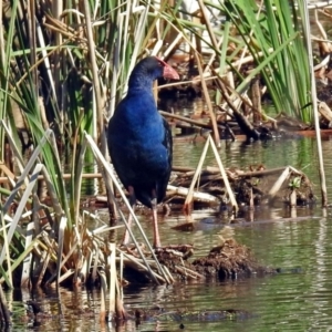 Porphyrio melanotus at Bonython, ACT - 7 Mar 2019