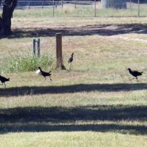 Porphyrio melanotus at Bonython, ACT - 7 Mar 2019 11:14 AM