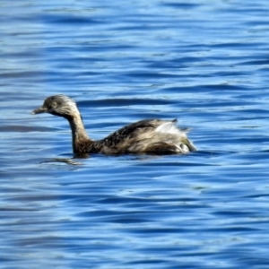 Poliocephalus poliocephalus at Isabella Plains, ACT - 7 Mar 2019 11:05 AM