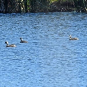 Poliocephalus poliocephalus at Isabella Plains, ACT - 7 Mar 2019 11:05 AM