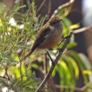 Acanthiza pusilla at Paddys River, ACT - 7 Mar 2019