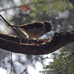 Acanthiza pusilla at Paddys River, ACT - 7 Mar 2019