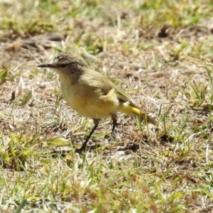 Acanthiza chrysorrhoa at Paddys River, ACT - 7 Mar 2019 12:56 PM