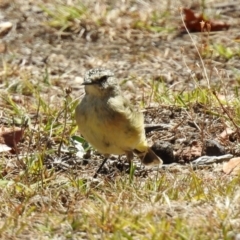 Acanthiza chrysorrhoa at Paddys River, ACT - 7 Mar 2019