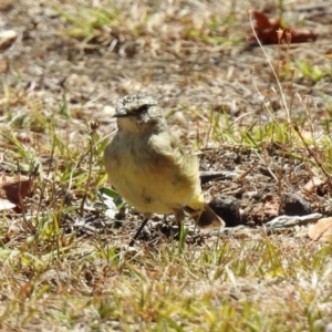 Acanthiza chrysorrhoa at Paddys River, ACT - 7 Mar 2019