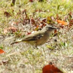 Acanthiza chrysorrhoa at Paddys River, ACT - 7 Mar 2019