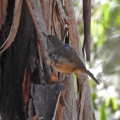 Sericornis frontalis at Paddys River, ACT - 7 Mar 2019 02:00 PM