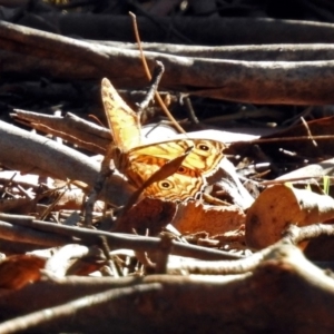 Geitoneura acantha at Paddys River, ACT - 7 Mar 2019