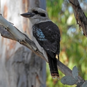 Dacelo novaeguineae at Paddys River, ACT - 7 Mar 2019