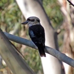 Dacelo novaeguineae at Paddys River, ACT - 7 Mar 2019 05:03 PM