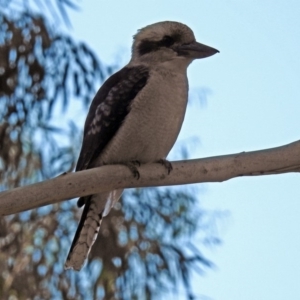 Dacelo novaeguineae at Paddys River, ACT - 7 Mar 2019