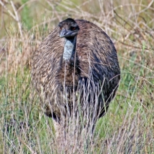 Dromaius novaehollandiae at Paddys River, ACT - 7 Mar 2019