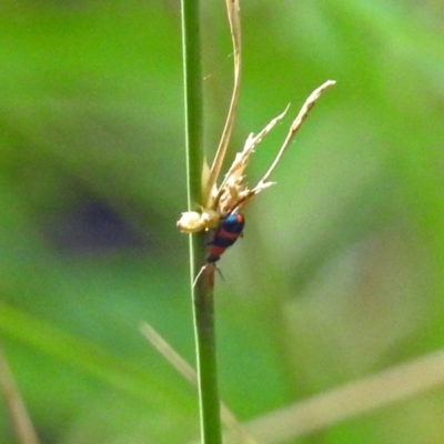 Dicranolaius bellulus (Red and Blue Pollen Beetle) at Paddys River, ACT - 7 Mar 2019 by RodDeb