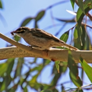 Caligavis chrysops at Paddys River, ACT - 7 Mar 2019