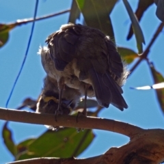 Caligavis chrysops at Paddys River, ACT - 7 Mar 2019