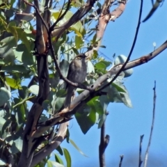 Caligavis chrysops at Paddys River, ACT - 7 Mar 2019