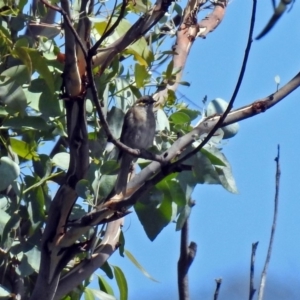 Caligavis chrysops at Paddys River, ACT - 7 Mar 2019