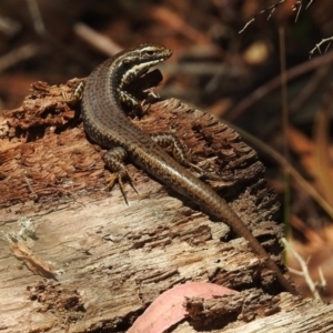 Eulamprus heatwolei at Paddys River, ACT - 7 Mar 2019 02:08 PM