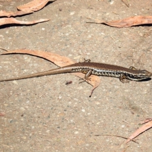 Eulamprus heatwolei at Paddys River, ACT - 7 Mar 2019