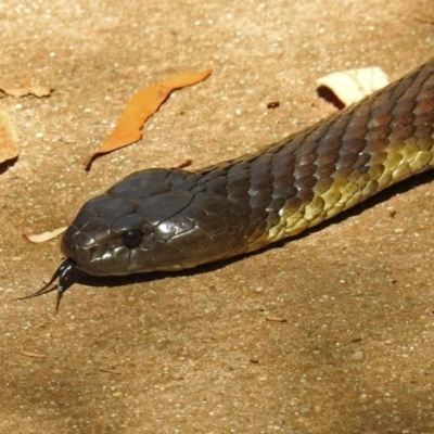 Notechis scutatus (Tiger Snake) at Tidbinbilla Nature Reserve - 7 Mar 2019 by RodDeb