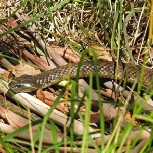 Notechis scutatus at Paddys River, ACT - 7 Mar 2019