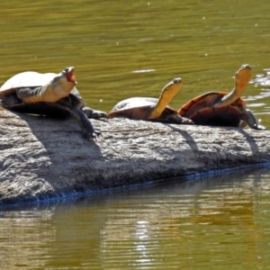 Chelodina longicollis at Paddys River, ACT - 7 Mar 2019