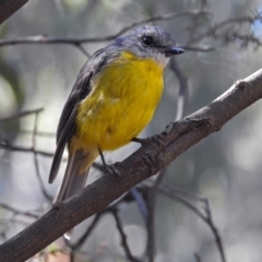 Eopsaltria australis (Eastern Yellow Robin) at Paddys River, ACT - 7 Mar 2019 by RodDeb