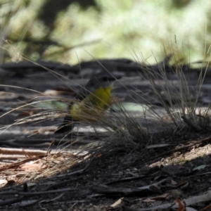 Eopsaltria australis at Paddys River, ACT - 7 Mar 2019