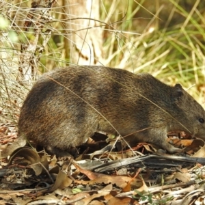 Isoodon obesulus obesulus at Paddys River, ACT - 7 Mar 2019 02:14 PM